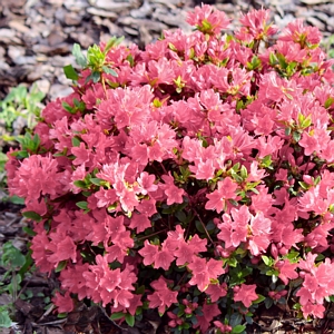 Azalea Coral Bell